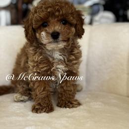 Lil Lily - Apricot female Maltipoo puppy in Hesperia, California from McCraws N Paws