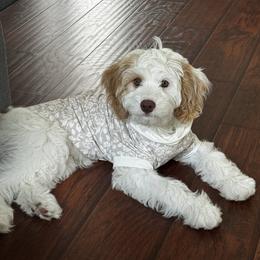 Cavapoo All Grown Up from WW Cavapoos