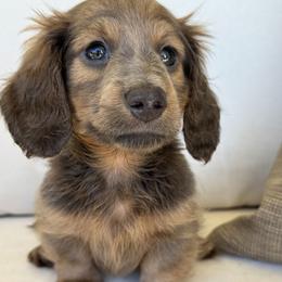 Beau - Blue and tan male Dachshund puppy in Bentonville, Arkansas from Boujee Buns Dachshunds