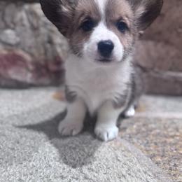 Huck - Sable male Pembroke Welsh Corgi puppy in Elberta, Utah from 3F Farms- Pembroke Welsh Corgis and Irish Wolfhounds