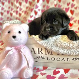 Labrador Retriever Puppies from Salt Run Retrievers