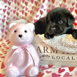 Labrador Retriever Puppies from Salt Run Retrievers
