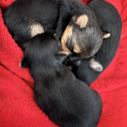 Boy 1 - Blue and gold male Yorkshire Terrier puppy in Phoenix, Arizona from De La Cruz Yorkies