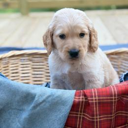 Charlie - Cream male Goldendoodle puppy in Beech Bluff, Tennessee from White Oak Kennel