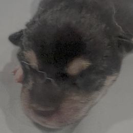 Addy Alpha Girl 3 - Black and tan female Shiba Inu puppy in Brecksville, Ohio from Shomaisou Shiba Inu