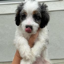Baymax - Merle male Cavapoo puppy in Provo, Utah from Hales Wagging Tails