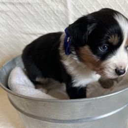 Australian Shepherd Puppies from Prairie Skies Farm