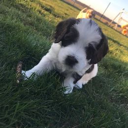 Australian Labradoodle Puppies from Greystone Australian Labradoodles