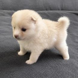 Dolly - Cream female Pomeranian puppy in Mc Henry, Illinois from Pomeranians