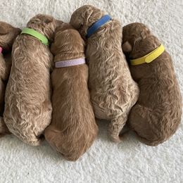 Goldendoodle Puppies from Patton Doodles