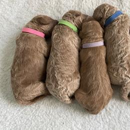 Goldendoodle Puppies from Patton Doodles