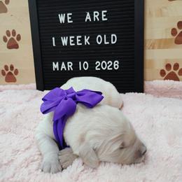 Purple collar girl - Light golden female Golden Retriever puppy in Rochester, Washington from Grand Mound Goldens