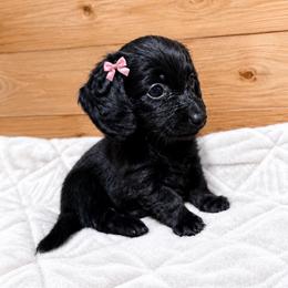 Onyx - Black female Dachshund puppy in Wytheville, Virginia from Dippin’ Dachs mini dachshunds