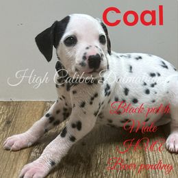 Coal - White and black Dalmatian puppy in Pocatello, Idaho from High Caliber Dalmatians