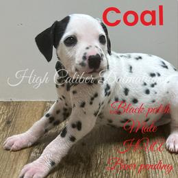 Coal - White and black Dalmatian puppy in Pocatello, Idaho from High Caliber Dalmatians