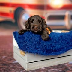 Emmie Lou - Parchment female Australian Cobberdog puppy in Sarasota, Florida from Labe's Australian Cobberdogs