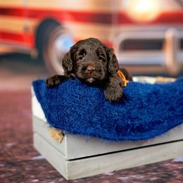 Emmie Lou - Parchment female Australian Cobberdog puppy in Sarasota, Florida from Labe's Australian Cobberdogs