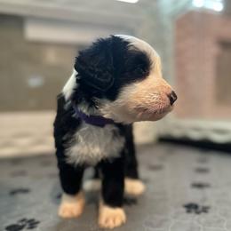 CUPCAKE - Black and white female Sheepadoodle puppy in Riverside, California from Downtown Doodles & Frenchies