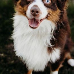 Miniature Australian Shepherds and Toy Australian Shepherds from Royal Spur Aussies