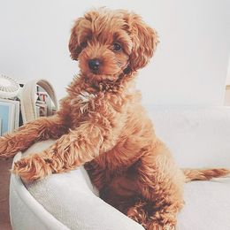 Cavapoo and Goldendoodle All Grown Up from Fitzdoodles