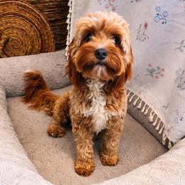 Honey - Bernedoodle