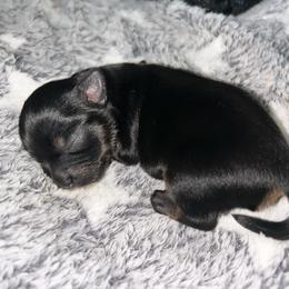 Noah - Black and tan male Yorkshire Terrier puppy in Phil Campbell, Alabama from MagnoliaYorkies