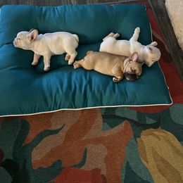 French Bulldog Puppies from Pk Frenchies
