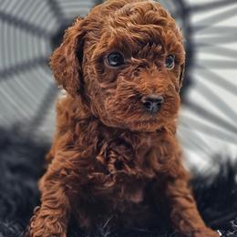 Bellagio - Red  male Poodle puppy in Salem, Missouri from Meadowbrook Poodles