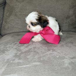 Honey - Tricolor female Shih Tzu puppy in Bullhead City, Arizona from Arizona Shih Tzu Land