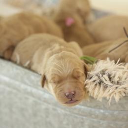 Mickey - Golden male Golden Retriever puppy in Idaho Falls, Idaho from Brinton Goldens