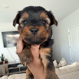 CKC Toby - Black and tan male Yorkshire Terrier puppy in North Carolina from Many Minnie Yorkies