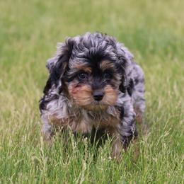 Orbit - Merle male Whoodle puppy in West Bend, Iowa from Blue Skies Terriers