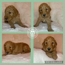 Goldendoodle and Poodle Puppies from L&L Poodles and Doodles