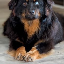 Sedona - Australian Shepherd
