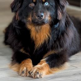 Sedona - Australian Shepherd