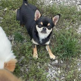 Chihuahua Puppies from ChiWowTown Chihuahuas