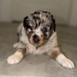 Ranger - Blue merle male Miniature Australian Shepherd puppy in Hillsboro, Texas from H&J Aussies