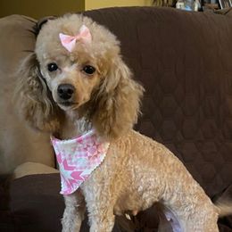 Scarlet - Poodle
