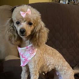 Scarlet - Poodle