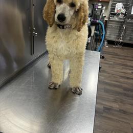 Girl 1 - Cream female Poodle puppy in Whigham, Georgia from Moonlight Poodles