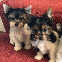 Biewer Terriers from CG Tiny Paws