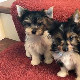 Biewer Terriers from CG Tiny Paws