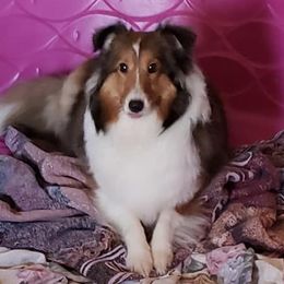 Dixie Rose - Shetland Sheepdog