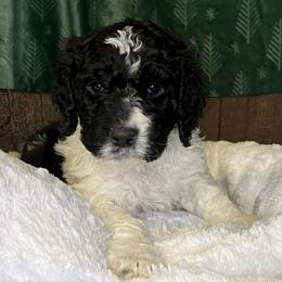 Black collar - male Newfypoo puppy in Fairfield, California from Twin Sisters Doodles