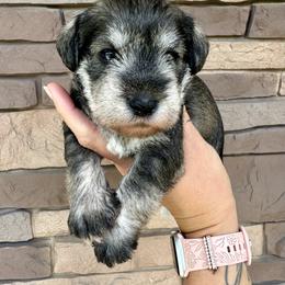 Maroon Ribbon Boy - Salt and pepper male Miniature Schnauzer puppy in Floyd, Virginia from Little River Puppies