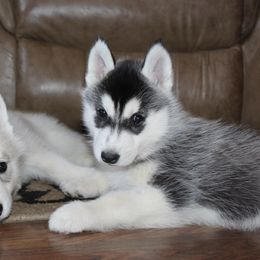 Siberian Husky Puppies from Tevana Siberians LLC