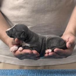 Boy 2 - Blue male Italian Greyhound puppy in Sugar Valley, Georgia from Pinnacle Farm and Kennel