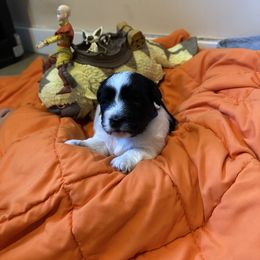 Yung - Black and white male Coton de Tulear puppy in Boise, Idaho from Avana cotons