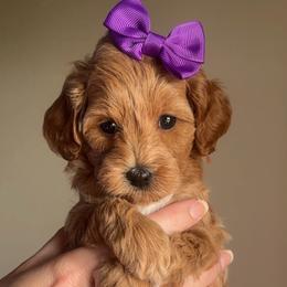 Lucy - Red  female Goldendoodle puppy in Decatur, Texas from Scherrer Sweet Goldendoodles