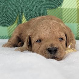 Audrey - Apricot female Goldendoodle puppy in Temecula, California from Oodles O'Doodles